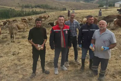 Aydıntepe’de hayvan yetiştiricilerine yonca zehirlenmesi uyarısı
