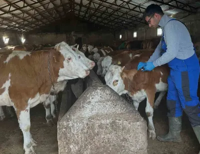 Bayburt Aydıntepe'de Şap Aşılama Çalışmaları Sürüyor