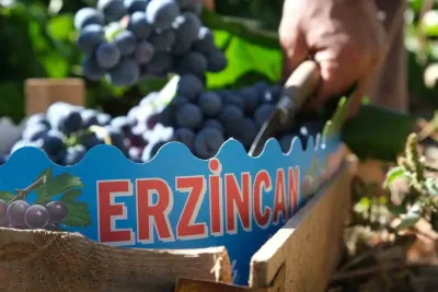 Cimin Üzümü Hasadıyla Fiyatlar Yarı Yarıya Düştü: Kilogramı 75 Lira Oldu