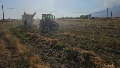 Adilcevaz'da Fasulye Hasadı Başladı: Tarlada Kilosu 60-70 TL'den Alıcı Buluyor