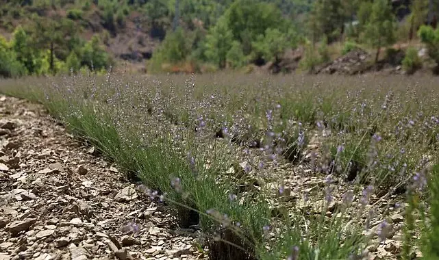 Alanya Belediyesi'nin lavanta bahçesinde ilk hasat yapıldı
