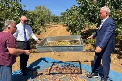 Araban'da 'Yeşil Altın' Antep Fıstığı Hasadı Başladı
