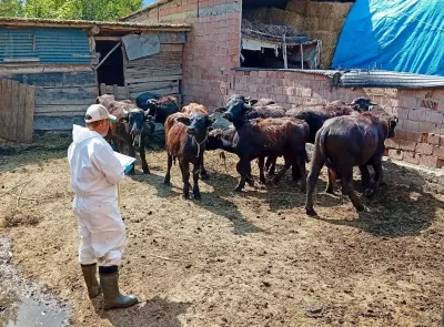 Afyonkarahisar Çay'da Sonbahar Aşılama Kampanyası Devam Ediyor