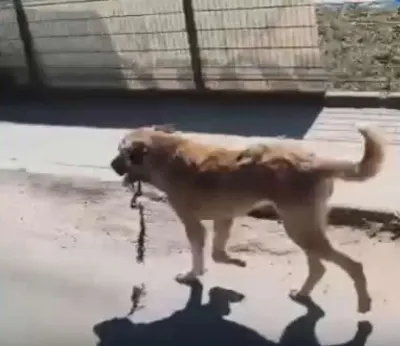 Ordu'da Ağzına Çengel Takılan Yaralı Köpek Kurtarıldı