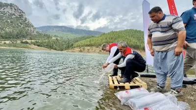 Mersin'de Su Kaynaklarının Balıklandırma Projesi Kapsamında 347 Bin Yavru Sazan Suyla Buluştu