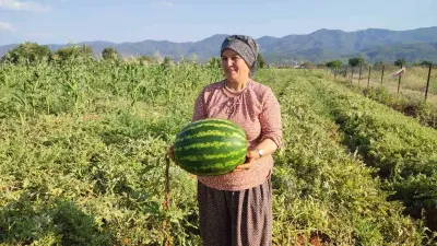 Denizli Beyağaç'ta Ata Tohumu Pijamalı Karpuzda Bereketli Sezon