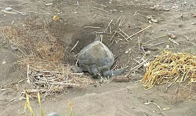 Popülasyonu artıyor: Caretta carettaların yuvalaması geç başladı, yoğun sürüyor