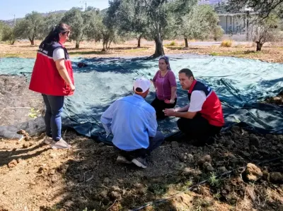 Gömeç'te Zeytin Hasadı Başladı, Yağışlar Üreticiyi Sevindirdi