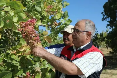 Elazığ'da Antep Fıstığı Sezonu Başladı: 38 Ton Rekolte Bekleniyor