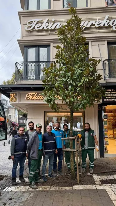 Fatih'te Kesilen Ağacın Yerine Fatih Belediyesi Tarafından Yeni Manolya Dikildi