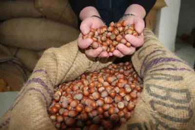 Giresun'da Fındık Fiyatları Düşüşte: Üretici TMO'ya Akın Etti