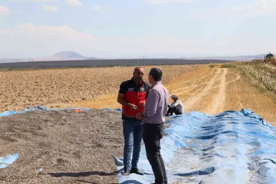 Karapınar'da Çerezlik Ayçiçeği ve Patates Hasadı Devam Ediyor