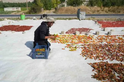Muş'ta Tarlasında Yetiştirdiği Sebzeleri Yurt İçi ve Yurt Dışına Gönderiyor