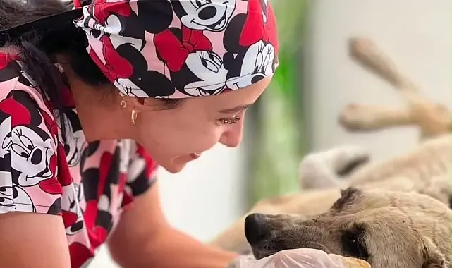 Gözüne bağ çubuğu saplanan köpek yeniden hayata tutundu