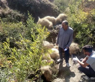 Tunceli Ovacık'ta Yabani Hayvandan Kaçan Sürüdeki 40 Koyun Telef Oldu