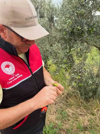 Burhaniye'de Zeytin Bahçelerinde Hasat Öncesi Yoğun Kontrol
