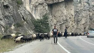 Artvin'de Yaylalardan Göç Başladı: Besiciler Sürüleriyle Alçak Meralara İniyor