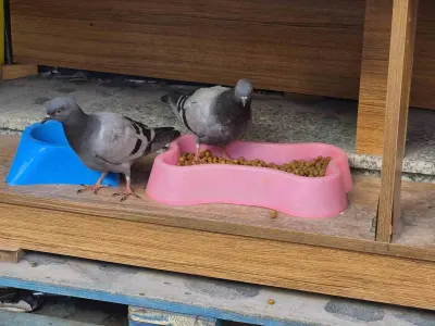 Eskişehir'de Soğuk Havada Üşüyen Güvercinler Kedi Maması Yedi