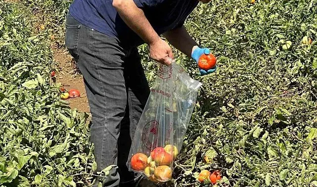 Köşk'te domateste hasat öncesi ilaç kalıntısı denetimi başladı