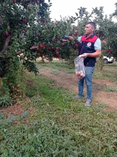 Çivril Elmasında Hasat Öncesi Pestisit ve Kalıntı Kontrolü Başlatıldı
