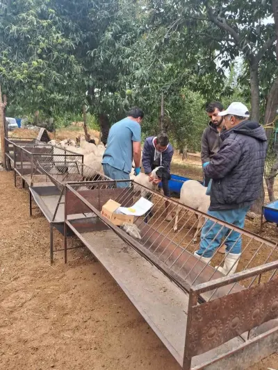 Köşk'te Koyun ve Keçiler Sağlık Taramasından Geçiriliyor