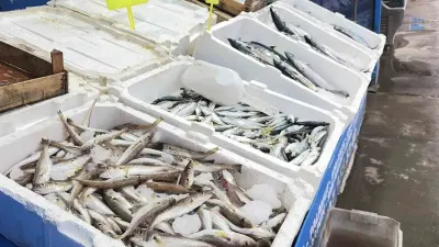 Fırtına Karaburun tezgahlarını hareketlendirdi: Palamutta bolluk var