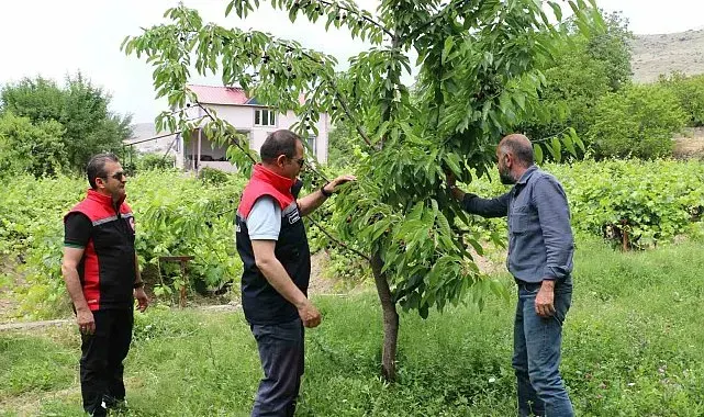 Erzincan'da kiraz hasadında bereketli sezon