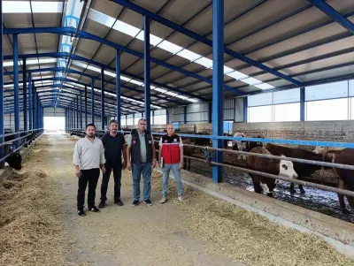 Karapınar'da İthal Besilik Sığırlara Sıkı Denetim