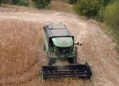 Tavşanlı'da Aspir Hasadı Sürüyor
