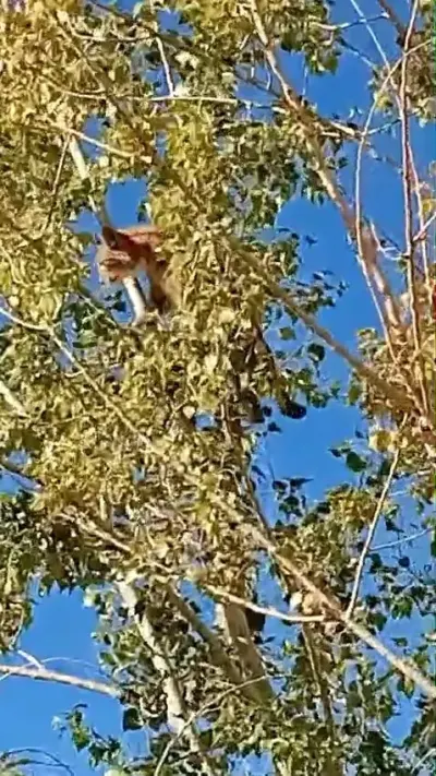 Elazığ'da Nesli Tükenmekte Olan Vaşak Ağaç Üzerinde Görüntülendi