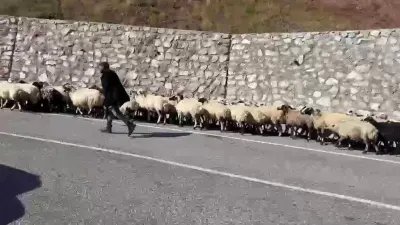 Erzurum'da Yaylacı Göçerlerin Zorlu Kışa Dönüş Yolculuğu Başladı