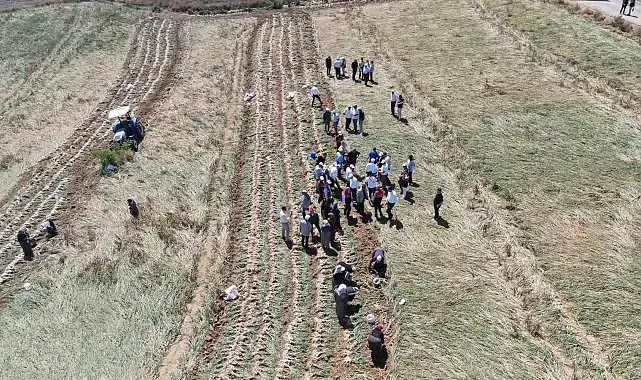 Dünyaca ünlü Taşköprü sarımsağının hasadı başladı