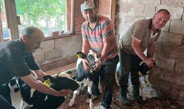 Edirne'de besicinin üçüz buzağı sevinci