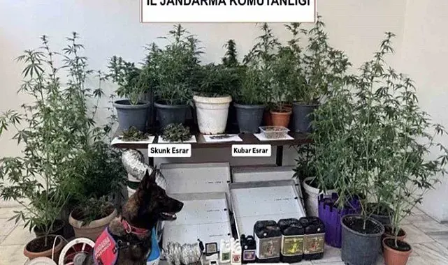 Jandarma ekiplerinin uyuşturucu ve sahte alkol denetimleri sürüyor