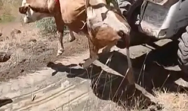 Elazığ'da uçurumdan yuvarlanan inek kurtarıldı