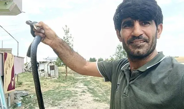Siirt'te evine giren yılanı eliyle yakaladı