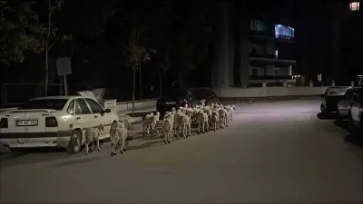 Çorum'da Ağılın Kapısını Kırıp Kaçan Koyunlar Boş Arazide Bulundu