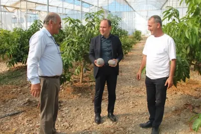 Erzin Kaymakamı Akpınar'dan Tropikal Meyve Serasına İnceleme Ziyareti