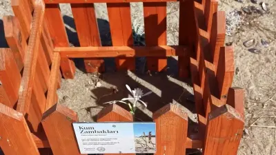 Ayvalık Badavut Sahili’ndeki Nadir Kum Zambaklarına Ahşap Kafesli Koruma