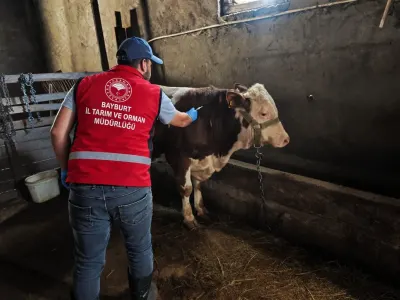 Bayburt'ta Hayvanlar İçin Sonbahar Dönemi Aşı ve Küpeleme Mesaisi Başladı