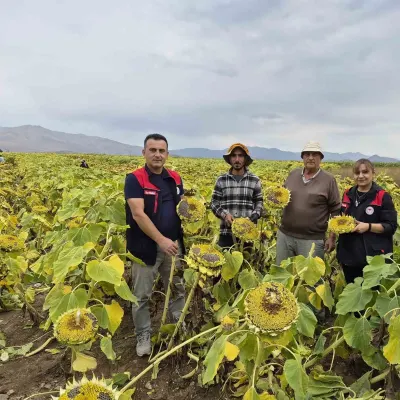 Bayburt Aydıntepe'de Ayçiçeği Hasadı Heyecanı Başladı