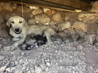 Diyarbakır'da Kayalara Sıkışan Yavru Köpekleri Vatandaş Kurtardı