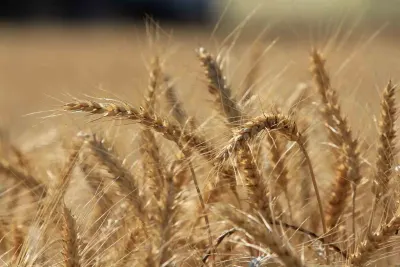 Küresel Tahıl Üretiminde Düşüş Beklentisi: 2026/2027 Sezonunda Yüzde 3 Azalış Öngörülüyor