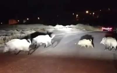 Karabük'te Mahalle Içine Inen Yaban Domuzu Sürüsü Sürücüleri Şaşırtti
