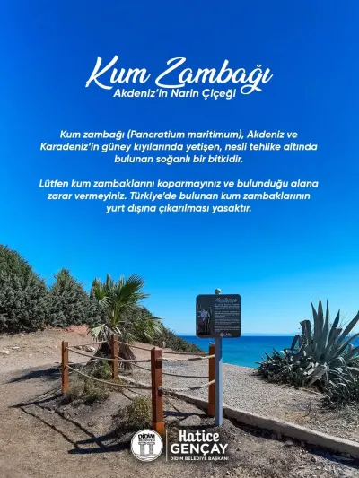 Didim Belediyesi'nden Nesli Tehlike Altındaki Kum Zambağı İçin Koruma Hamlesi