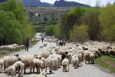 Erzincan'da Yaylacıların 5 Aylık Zorlu Dönüş Yolculuğu Başladı