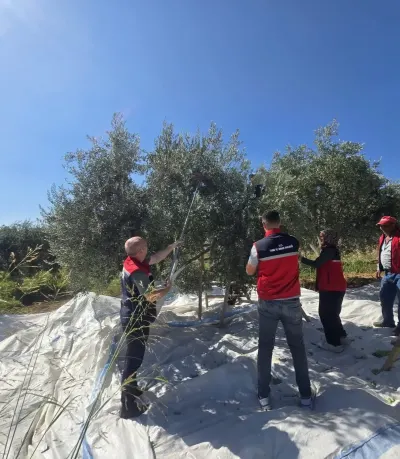 Aydın Bozdoğan'da Zeytin Hasadı Başladı