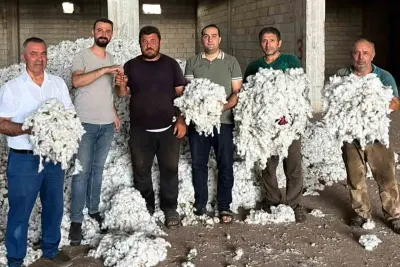 Gaziantep Araban Ovası'nda 'Beyaz Altın' Pamuk Hasadı Başladı