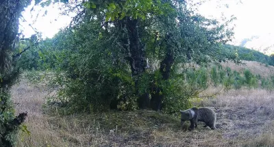 Kastamonu Ormanlarında Yaban Hayatı Fotokapanlara Yakalandı