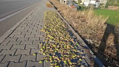 Kütahya'da Kaldırımlar Elma Kurutma Alanına Döndü